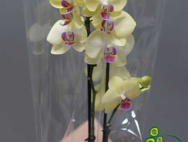 Orhidee galbenă cu 2 ramuri foto